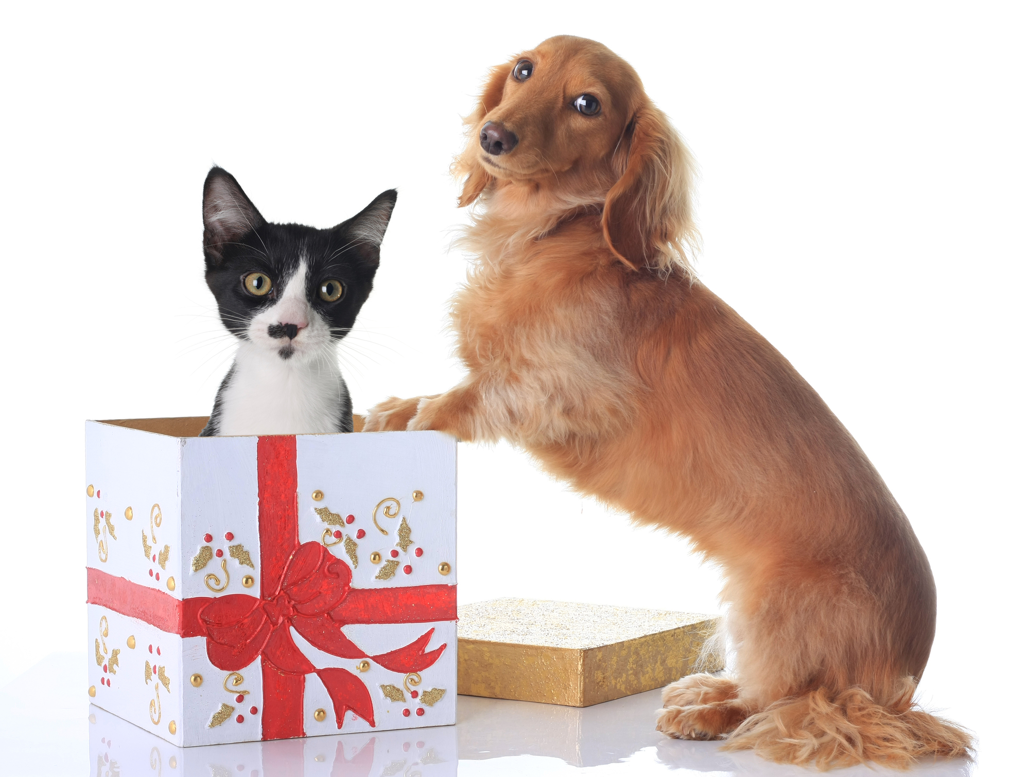 Special pet gift ideas for women's day special